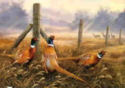pheasantfield.jpg